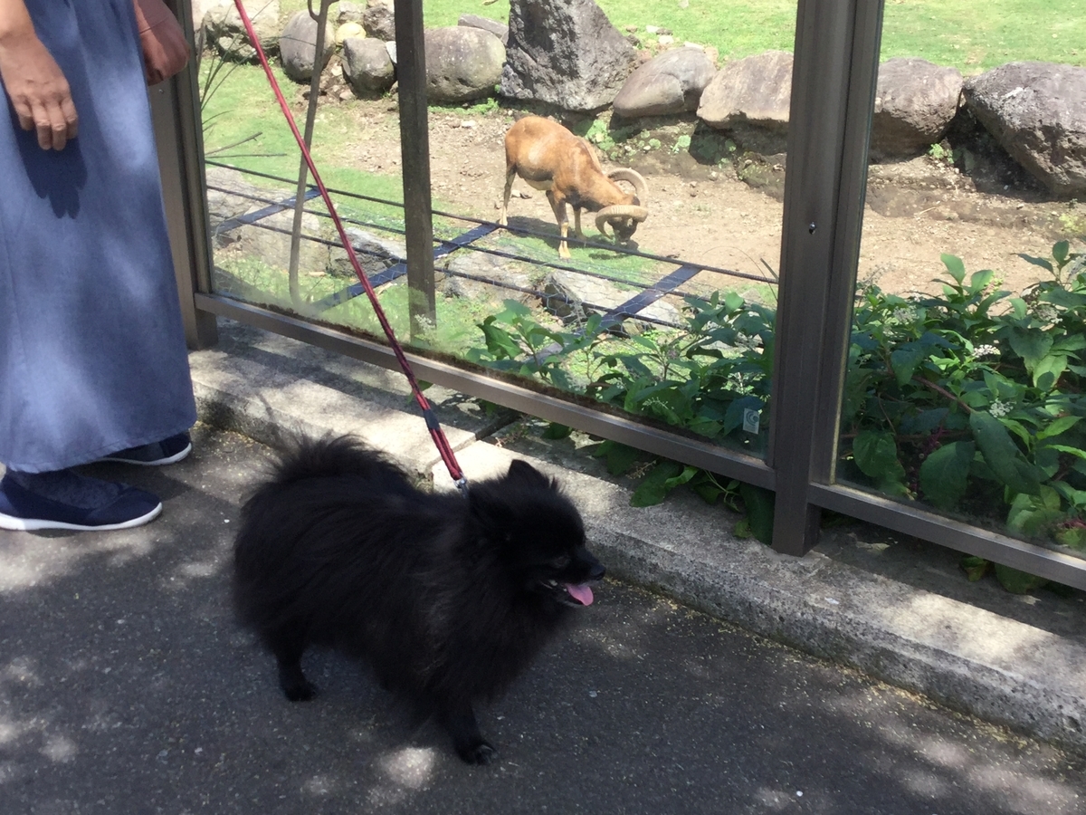 f:id:vwanko:20210706141543j:plain