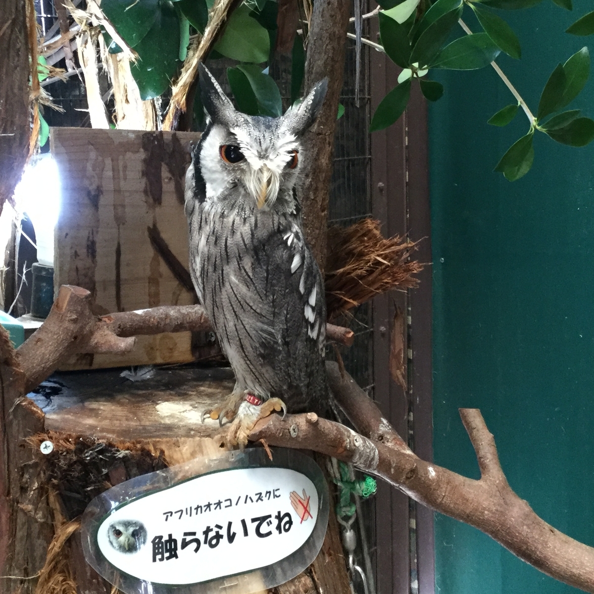 f:id:vwanko:20210706142128j:plain