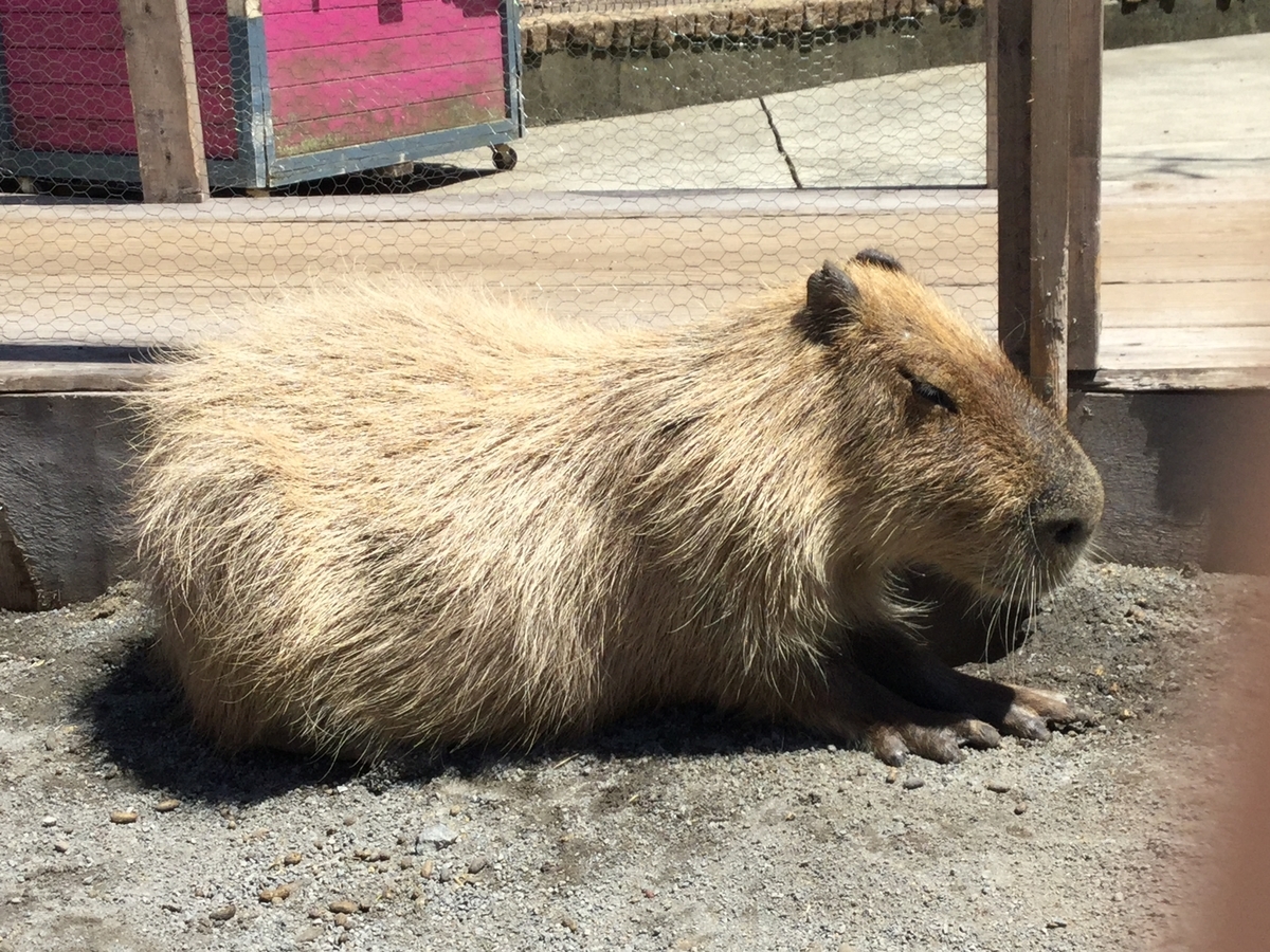 f:id:vwanko:20210706142454j:plain