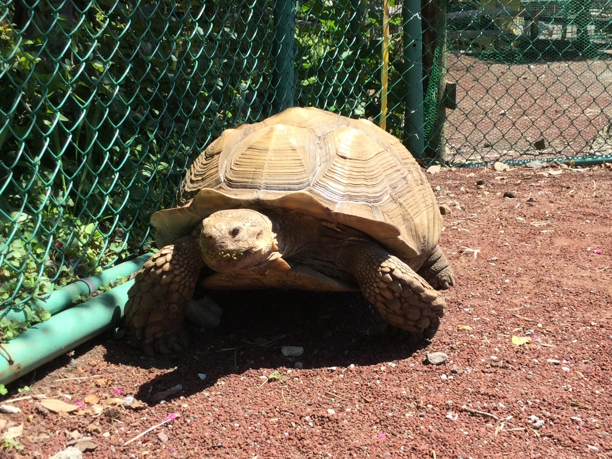 f:id:vwanko:20210706142619j:plain