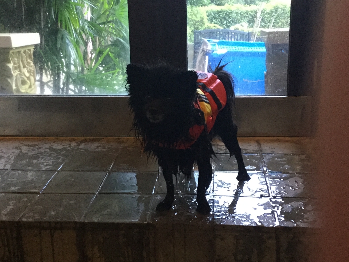 f:id:vwanko:20210706143732j:plain