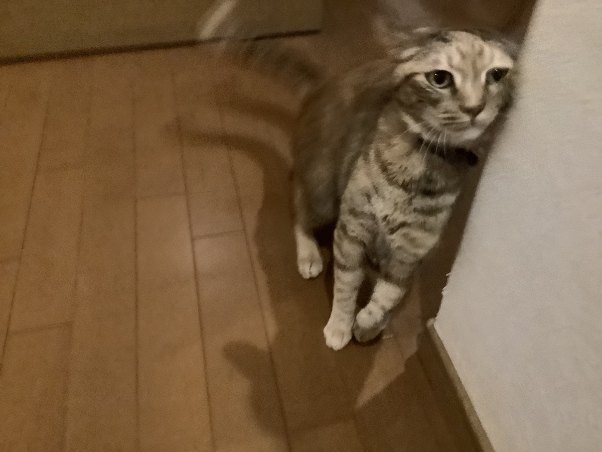 f:id:vwanko:20210911232946j:plain