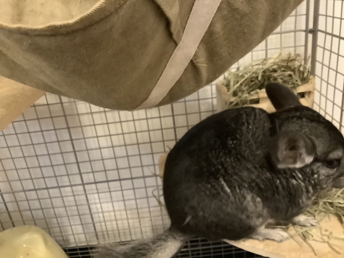 f:id:vwanko:20210911233019j:plain