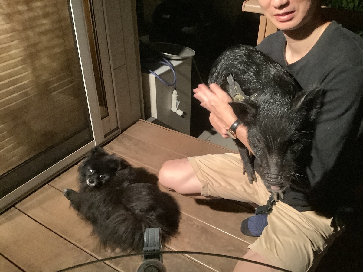 f:id:vwanko:20210911233239j:plain