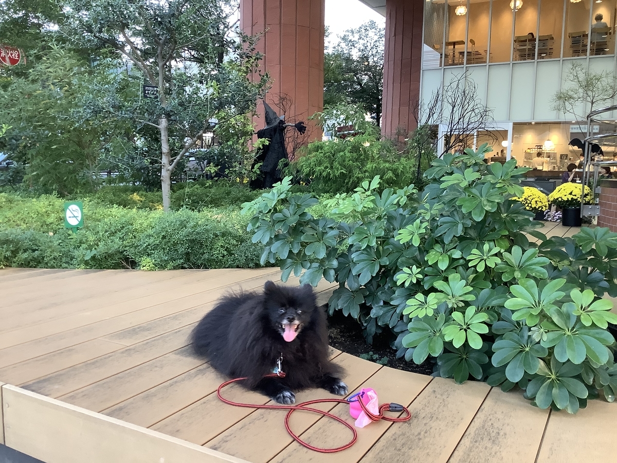 f:id:vwanko:20211008214915j:plain