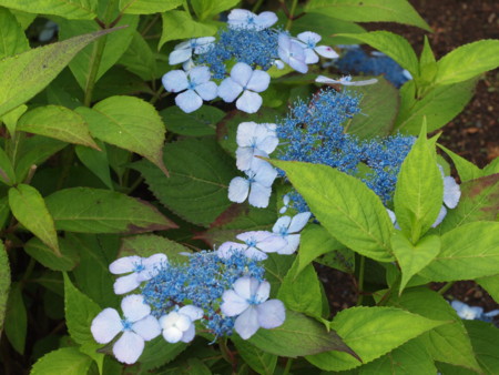 f:id:vzf12576:20130802063654j:image