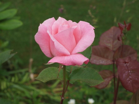 f:id:vzf12576:20140704064140j:image