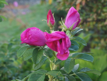 f:id:vzf12576:20140919062727j:image