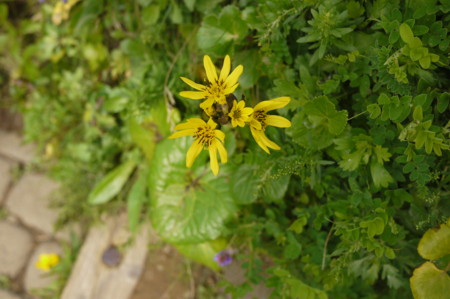 f:id:vzf12576:20150806094255j:image