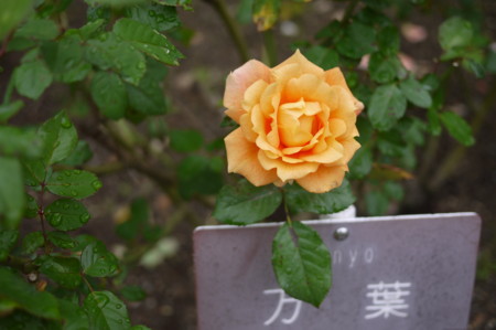 f:id:vzf12576:20151011114507j:image