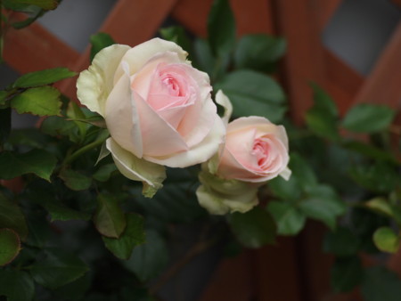 f:id:vzf12576:20160702092115j:image