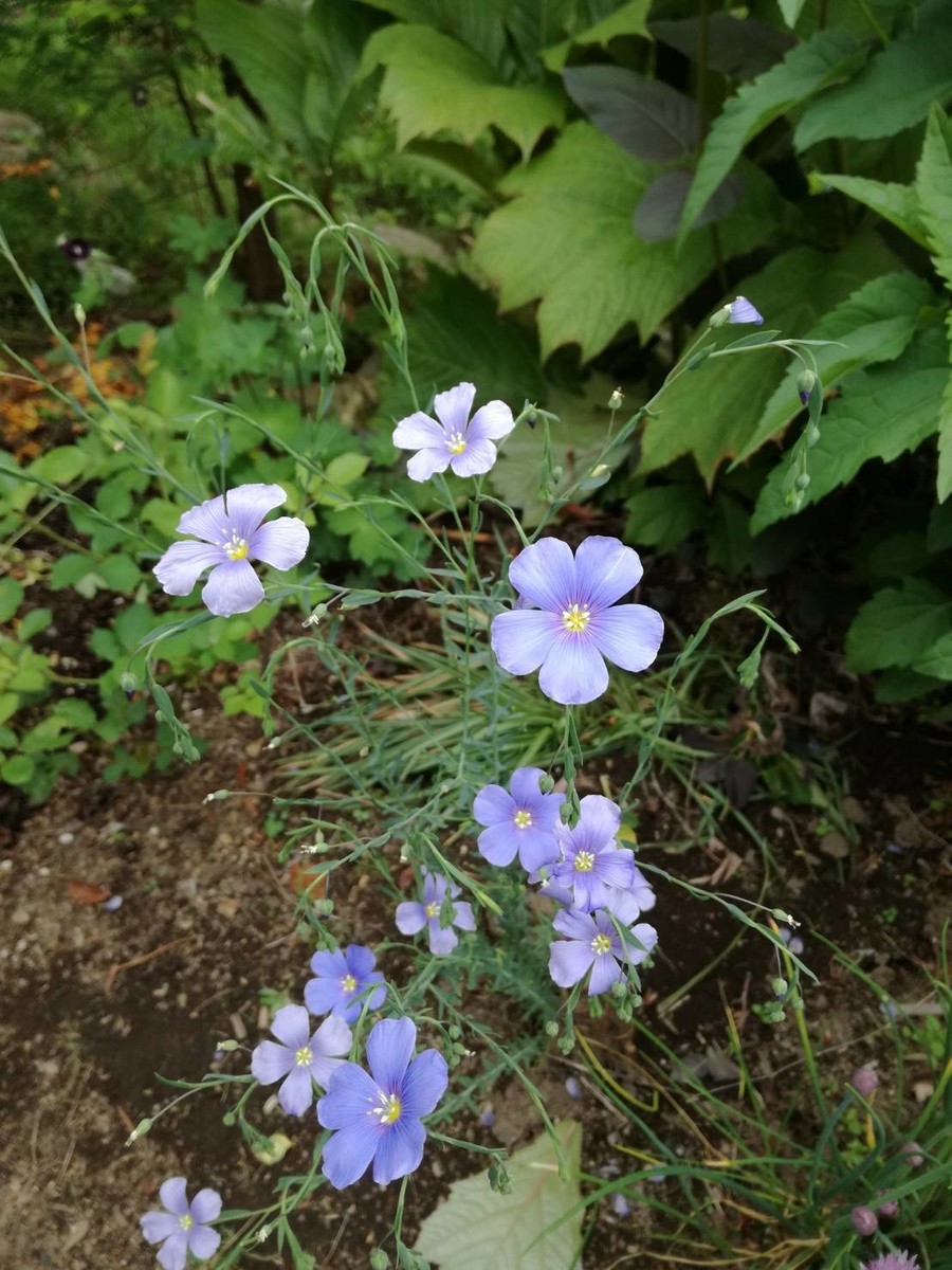 f:id:vzf12576:20190628215949j:plain
