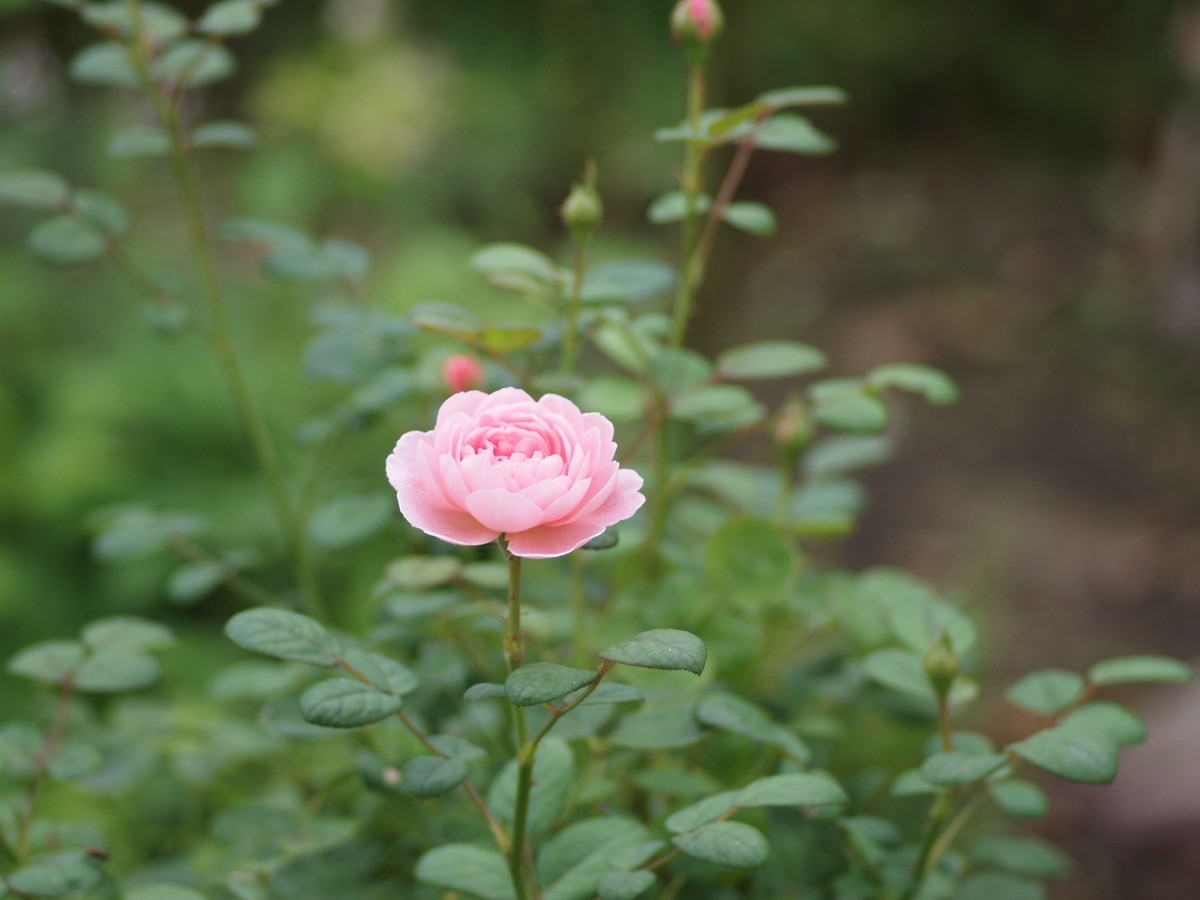f:id:vzf12576:20190826175338j:plain