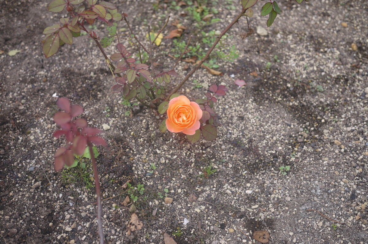 f:id:vzf12576:20190914122618j:plain