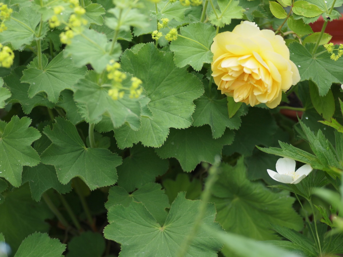f:id:vzf12576:20200622114959j:plain