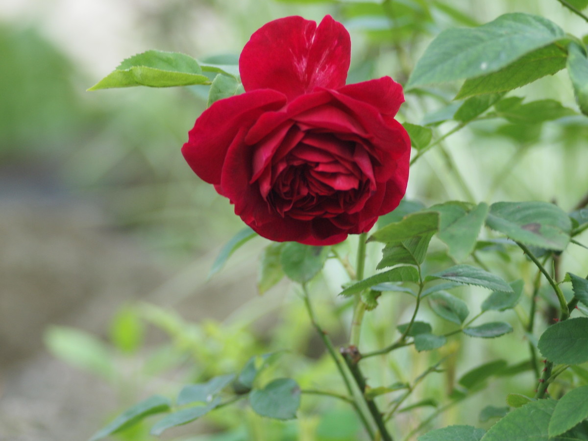 f:id:vzf12576:20200623191019j:plain