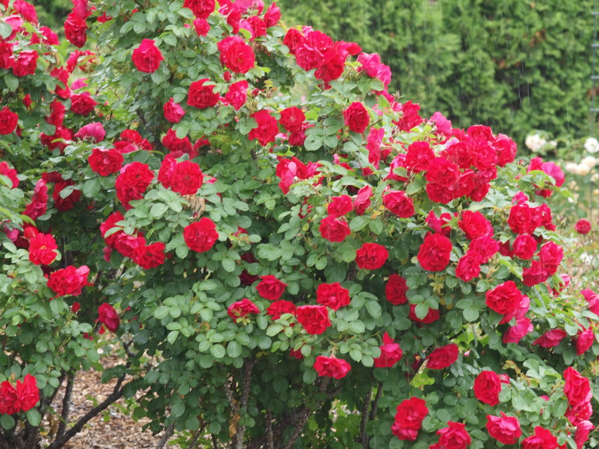 f:id:vzf12576:20200626144200j:plain