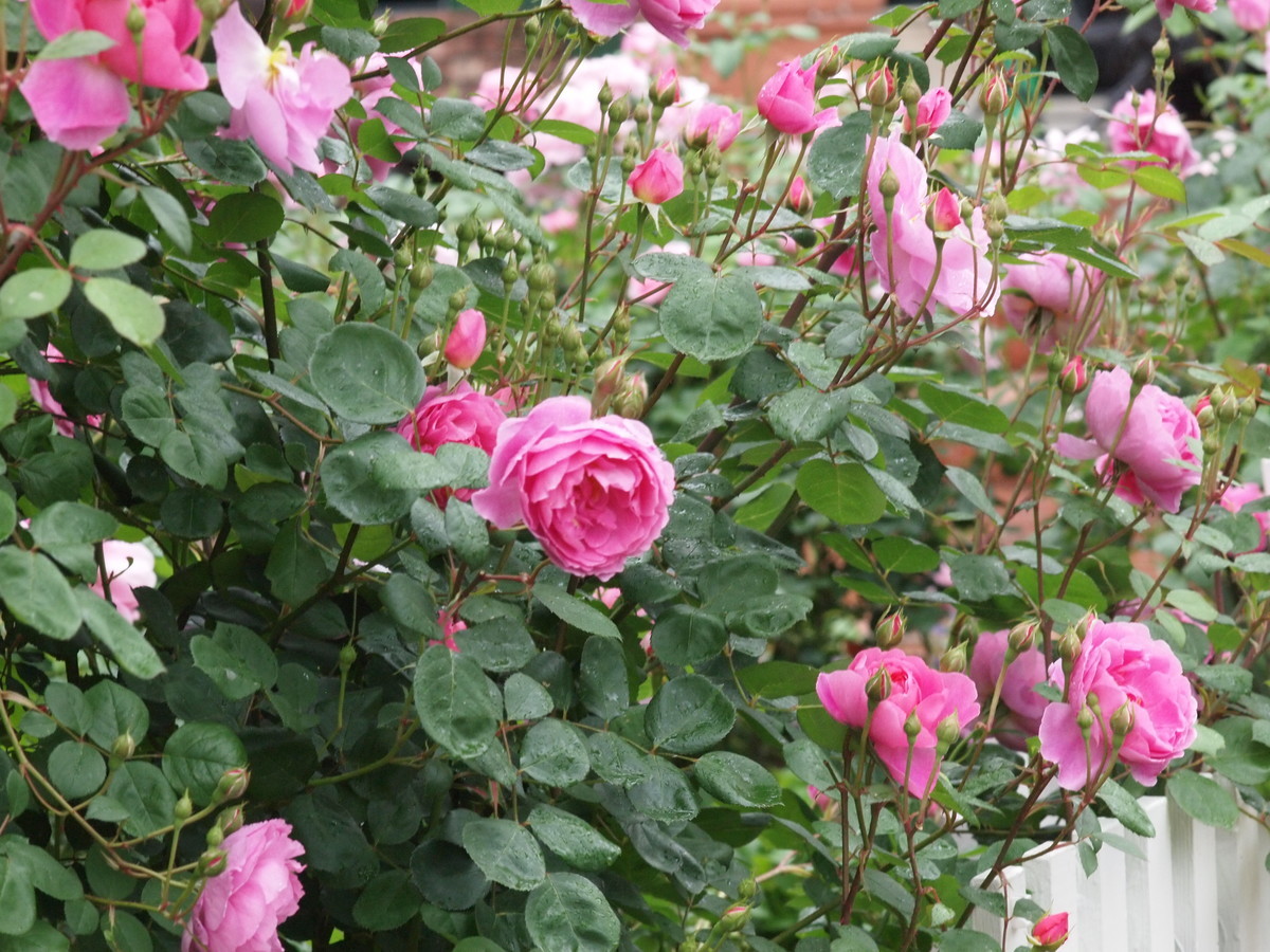 f:id:vzf12576:20200626161117j:plain
