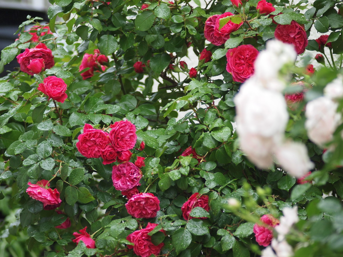 f:id:vzf12576:20200713082343j:plain