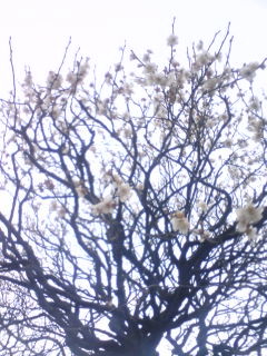 f:id:w-yorimichi:20090208164122j:image f:id:w-yorimichi:20090208164122j:image