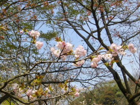 f:id:w-yorimichi:20090412115721j:image