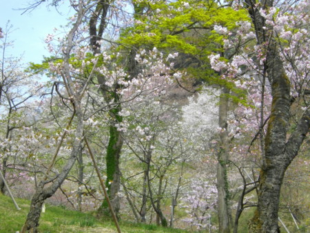 f:id:w-yorimichi:20090412115817j:image