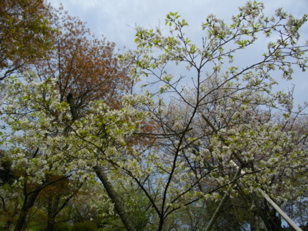 f:id:w-yorimichi:20090412120529j:image
