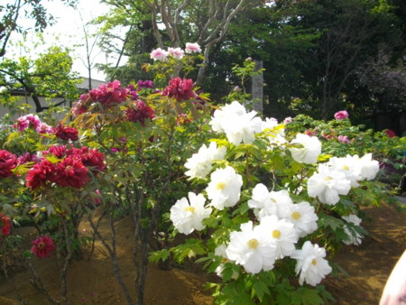 f:id:w-yorimichi:20090419151556j:image