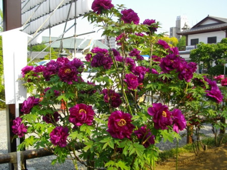 f:id:w-yorimichi:20090419151705j:image