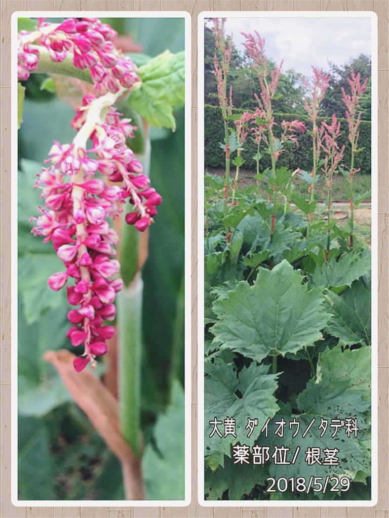 f:id:w679864atsu-moro:20180622002753j:image f:id:w679864atsu-moro:20180622002753j:image