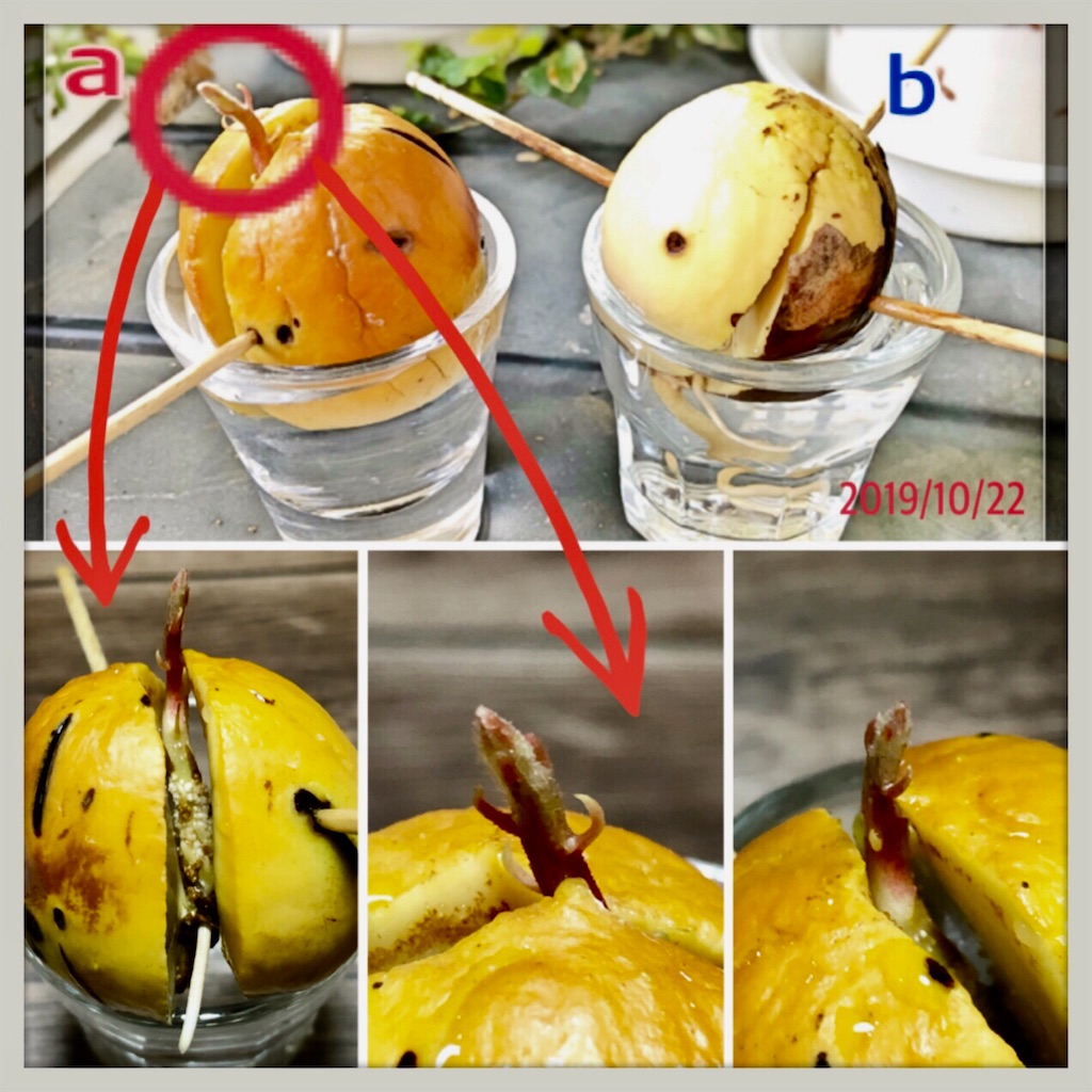 f:id:w679864atsu-moro:20200323183737j:image f:id:w679864atsu-moro:20200323183737j:image