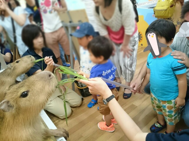 f:id:wa-haha:20170904214309j:image f:id:wa-haha:20170904214309j:image
