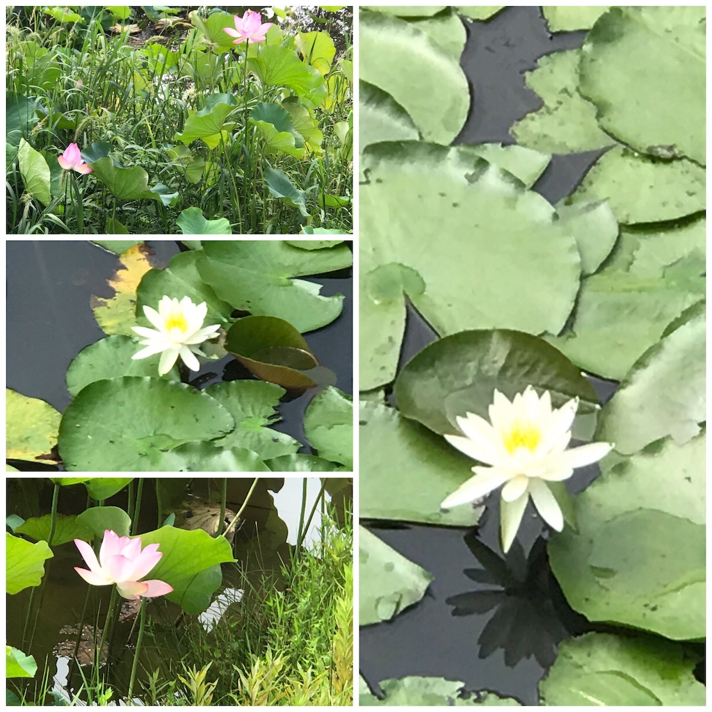 f:id:wa14007:20190821154501j:image f:id:wa14007:20190821154501j:image