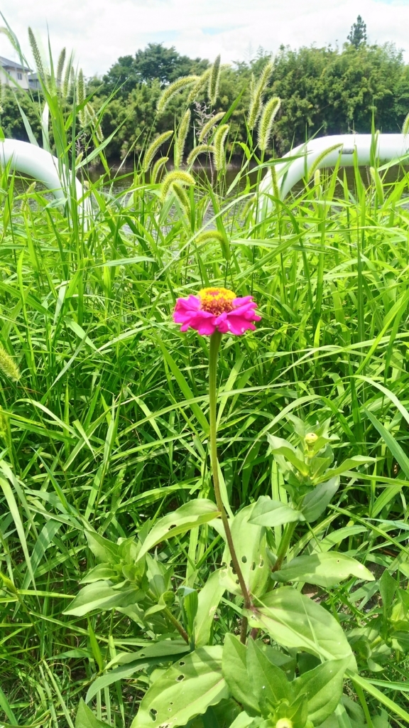 f:id:wa9ta:20170726190611j:plain f:id:wa9ta:20170726190611j:plain