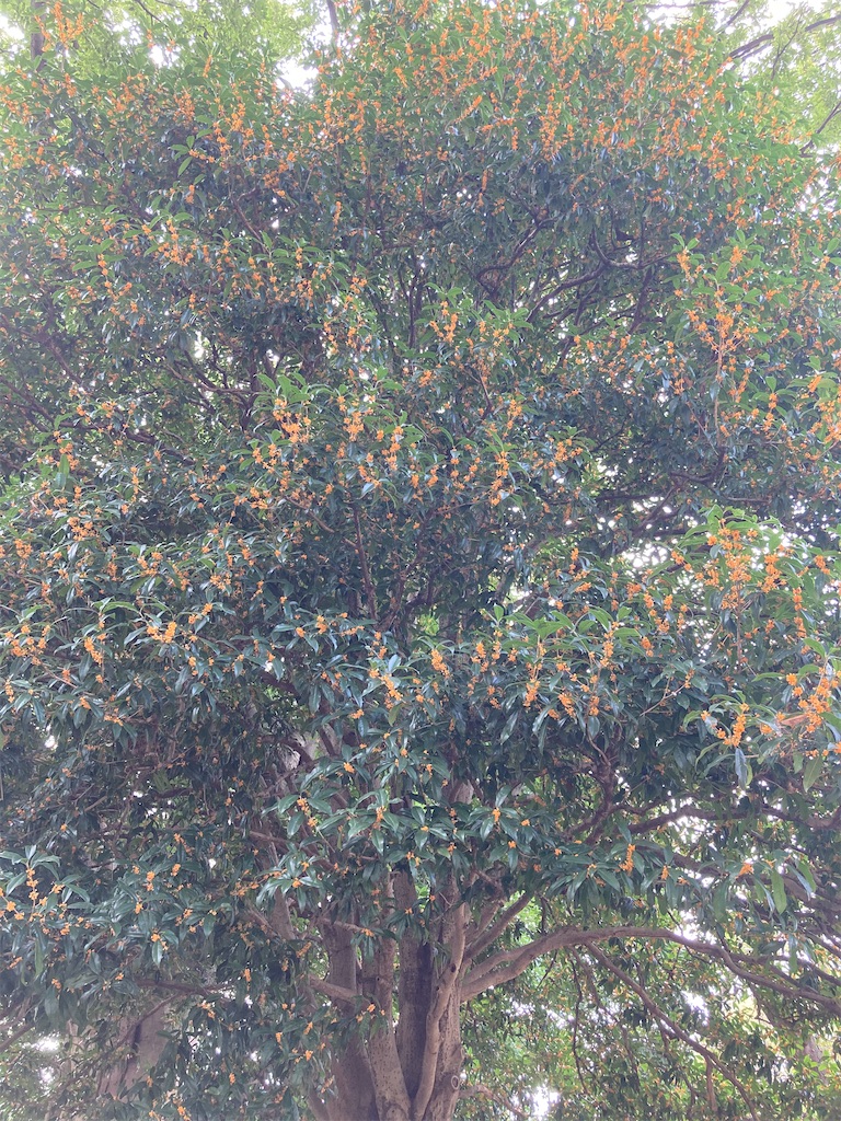 f:id:wa_ta:20201003173839j:image