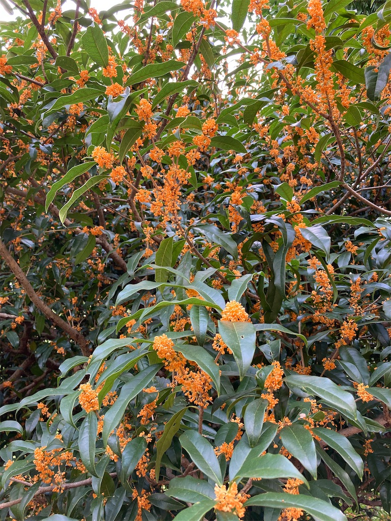 f:id:wa_ta:20201003173843j:image