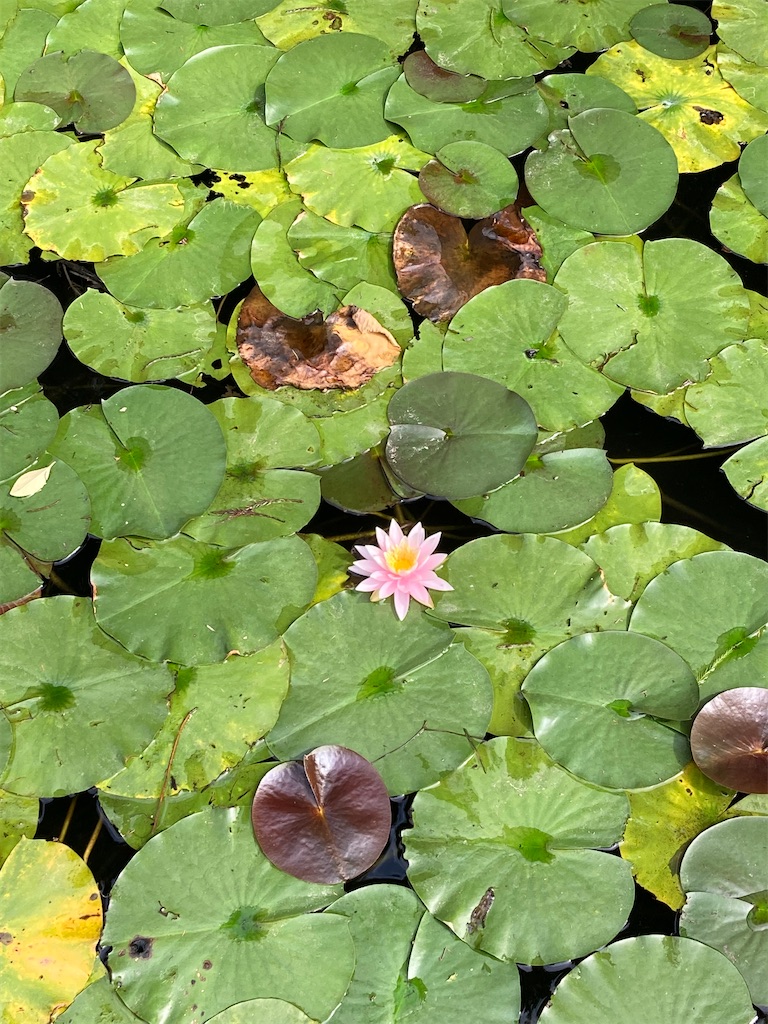 f:id:wa_ta:20201003174448j:image