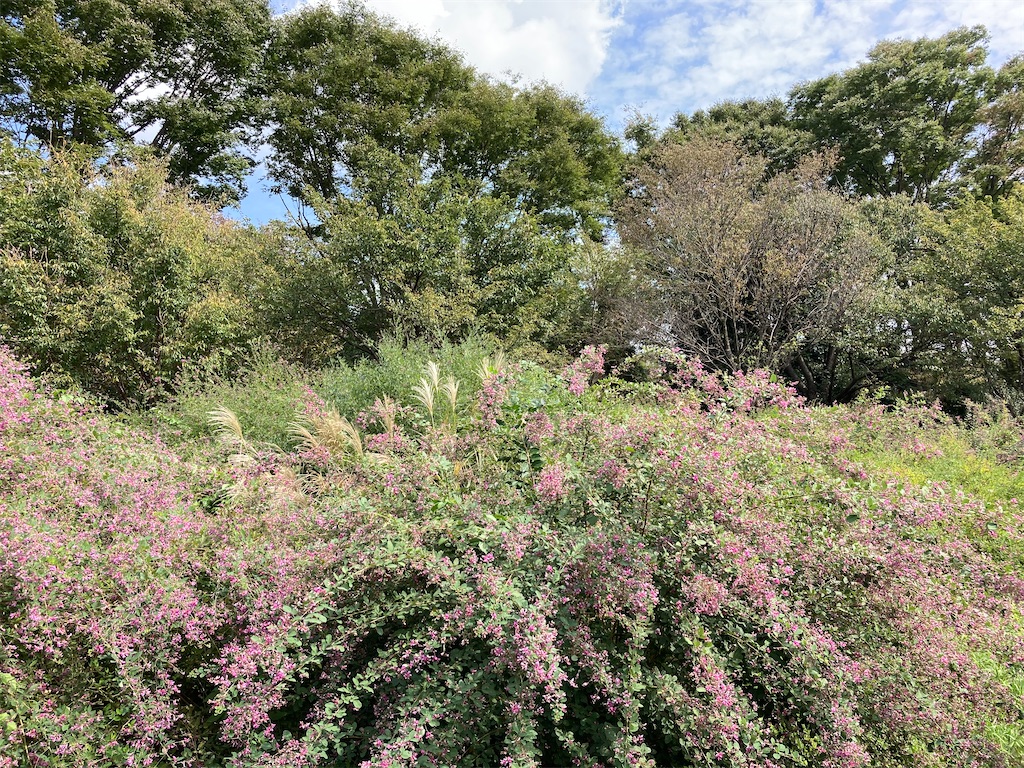 f:id:wa_ta:20201003175344j:image