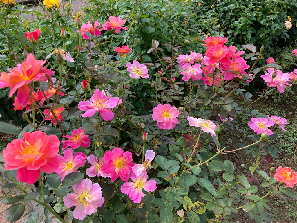 f:id:wa_ta:20201003180321j:image