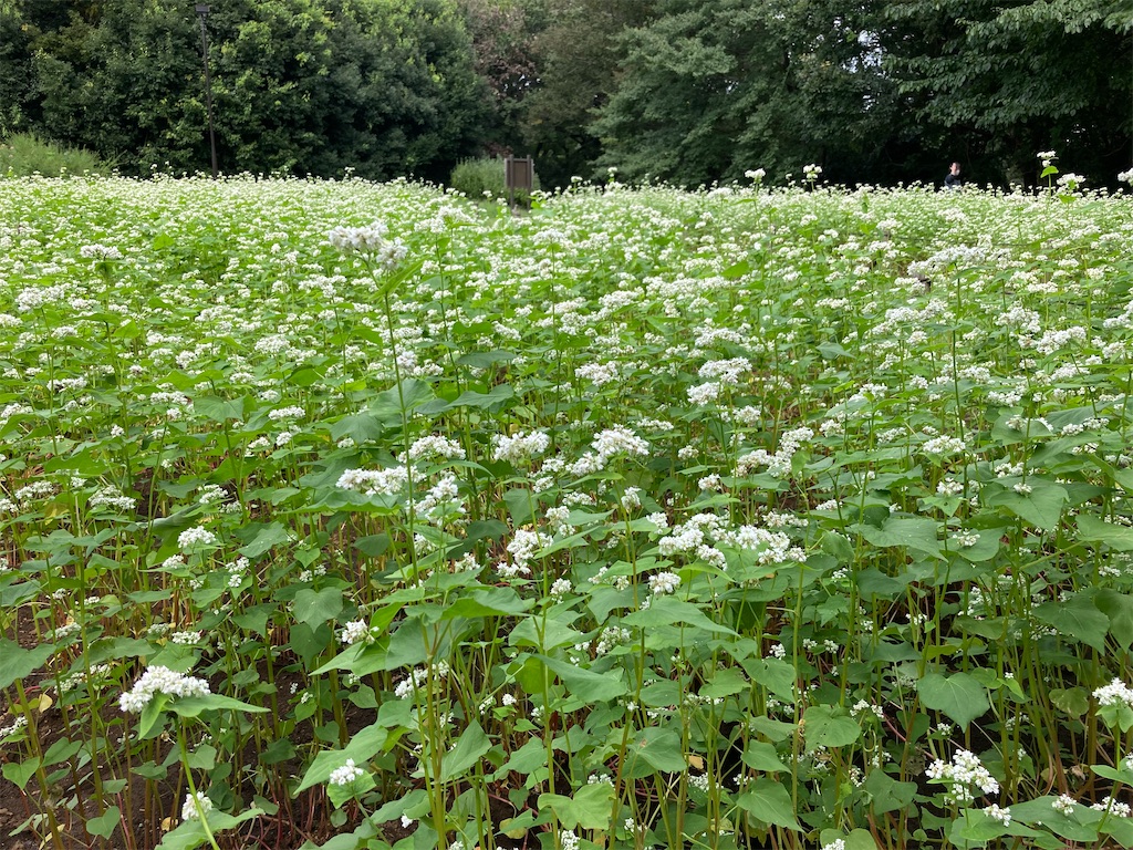 f:id:wa_ta:20201003181129j:image