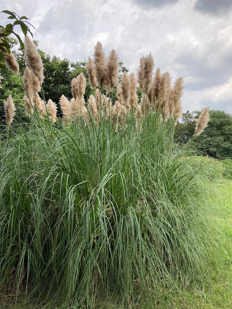 f:id:wa_ta:20201003181249j:image