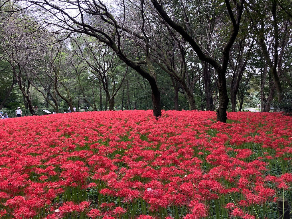 f:id:wa_ta:20201003182331j:image