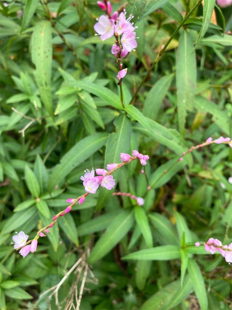 f:id:wa_ta:20201003182803j:image