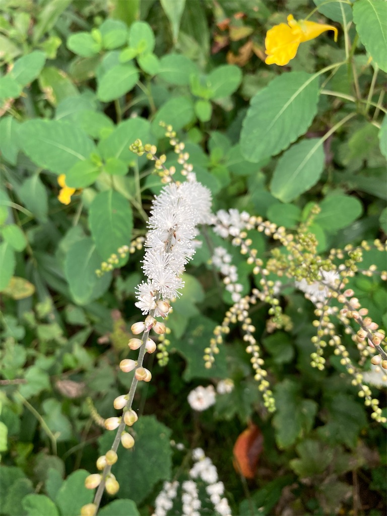 f:id:wa_ta:20201003182806j:image