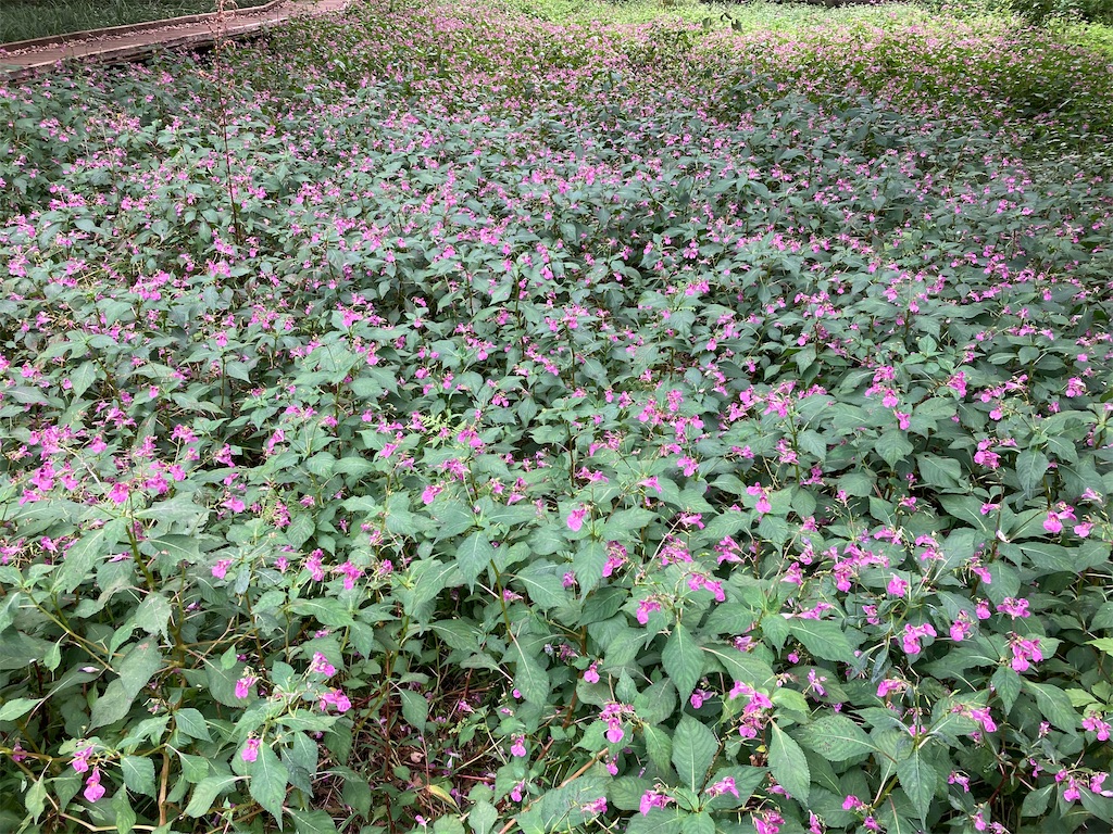 f:id:wa_ta:20201003182811j:image