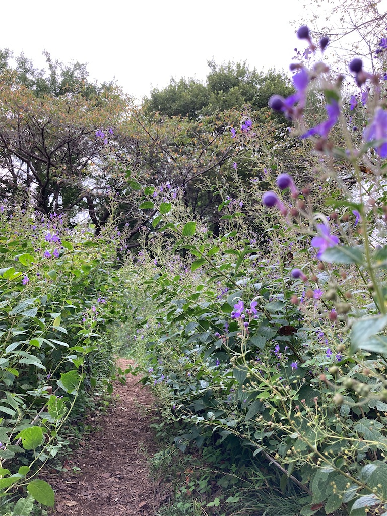 f:id:wa_ta:20201003182815j:image