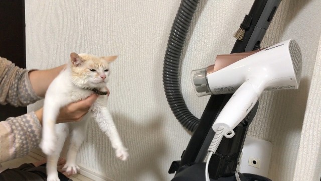 f:id:wabisabi_channel:20200118013405j:image f:id:wabisabi_channel:20200118013405j:image