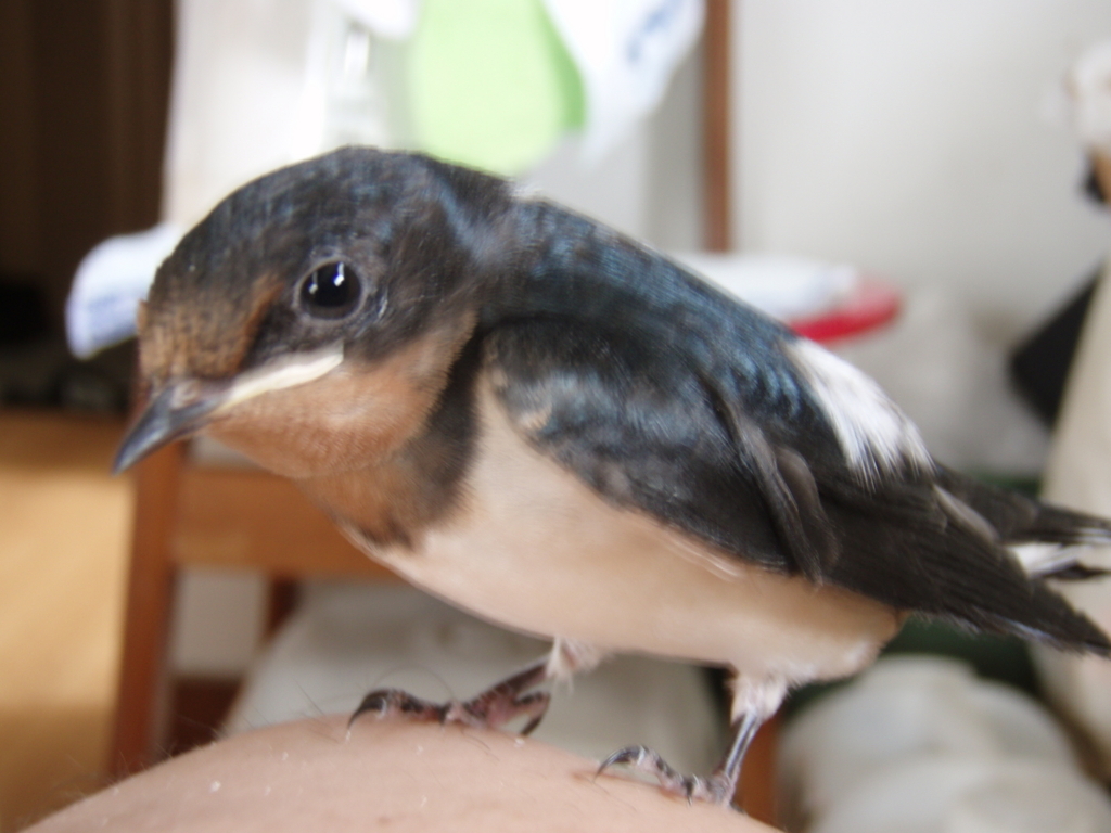 f:id:wabisuketubaki:20180606110645j:plain f:id:wabisuketubaki:20180606110645j:plain