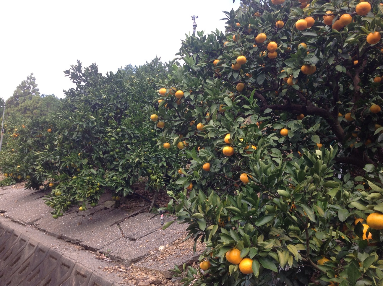 f:id:wacag:20131110163909j:plain f:id:wacag:20131110163909j:plain
