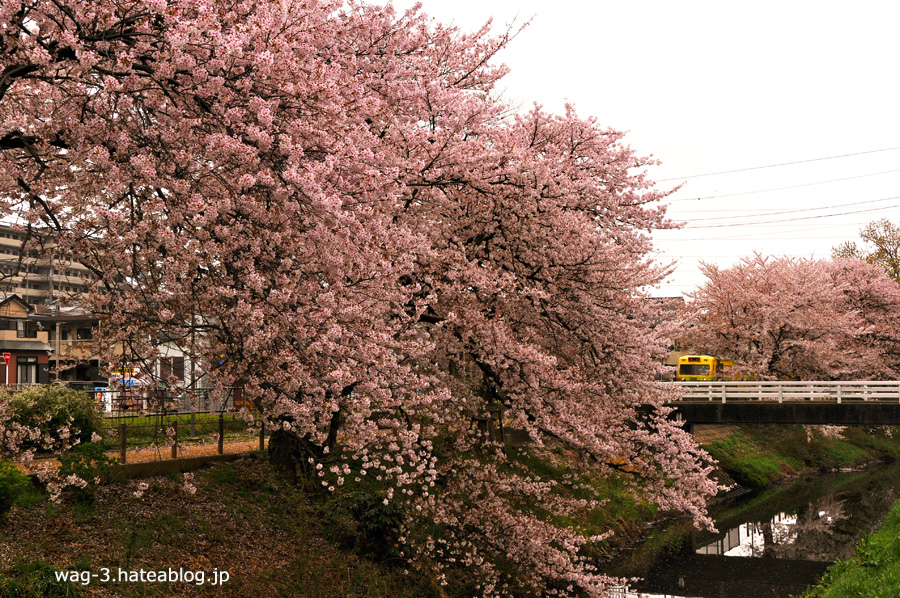 PLAYBACK】流鉄と桜。 - 鉄道に乗ることから旅は始まる